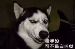 您家狗狗是不是也叫“撒手沒”？