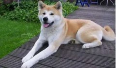 狗狗小知識，您知道多少？