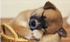 狗狗不吃東西怎么回事？