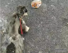 <b>狗狗亂撿東西吃怎么辦？——寵物百科知識</b>