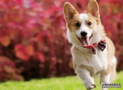 <b>如何讓狗狗安靜下來(lái)？——寵物百科知識(shí)</b>