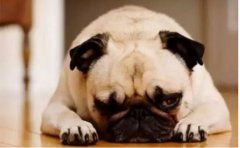 <b>狗狗口臭怎么辦？</b>