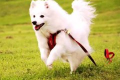 狗狗教會我們的人生道理，你做到了嗎？