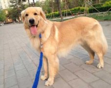 狗狗的品種，居然暴露了你的性格？