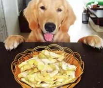 總被人問：“你為什么愛狗？”因?yàn)椤?></div>
                <div>
                    <h2>總被人問：“你為什么愛狗？”因?yàn)椤?/h2>
                    <div><span>2018-06-01

</span><span>查看更多</span></div>
                </div>
            </a><li>
             <a href=