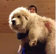 為什么喜歡養(yǎng)大狗？原因是......