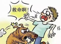 如遇惡犬咬人該怎么辦？這些知識也許能救命！