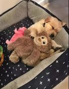 這幾件事你可能經(jīng)常做，但是卻不知道傷了狗狗