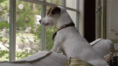 狗狗的十個(gè)有趣的小心思，你可一定要知道！