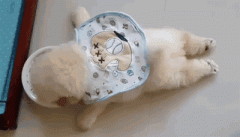 狗狗懶出新境界，只有你想不到，沒有它們做不