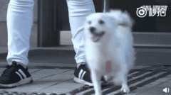 狗，真是人類最好的朋友嗎？