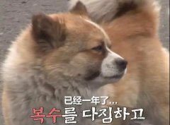 狗子會記仇嗎？