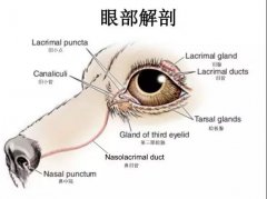 狗狗眼里常含淚水，是為愛(ài)感動(dòng)嗎？