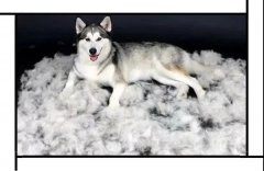 毛質(zhì)差、過度脫毛？華興重磅推出犬美毛處方糧