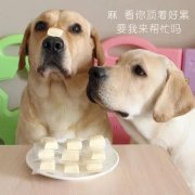 狗狗是否需要補鈣？補鈣應(yīng)注意什么？ 華興寵物