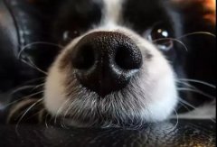 狗狗鼻子干是生病了嗎？