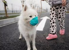 疫情下，如何保證寵物的安全？