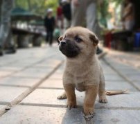 小奶狗剛到家一直叫怎么辦？