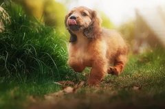 帶狗出門的五大注意事項，做個合格的養(yǎng)犬人