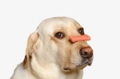 狗狗不愛吃飯的八大原因都在這里了！