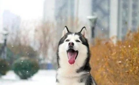 狗狗愛叫怎么辦？這六招，教給你