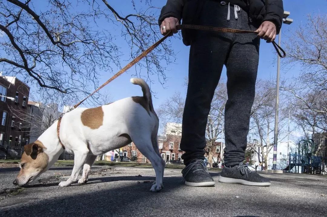 文明養(yǎng)犬知多少？切記做到“寵愛”有方~